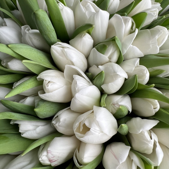 Тюльпаны Букет из 101 белого тюльпана