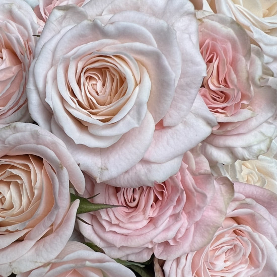 Кустовая роза Букет из 17 розовых кустовых пионовидных роз