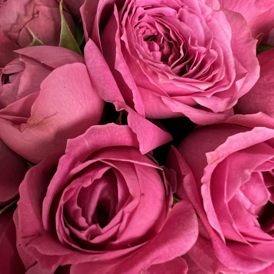 Цветы в коробке Малиновые кустовые пионовидные розы в коробке XS