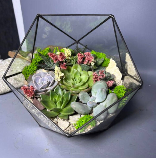 Флорариум с суккулентами "Максимус"