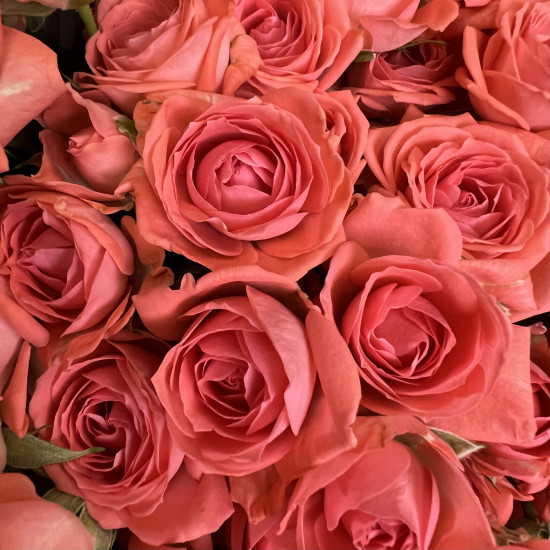 Кустовая роза Букет из 21 кустовой коралловой розы