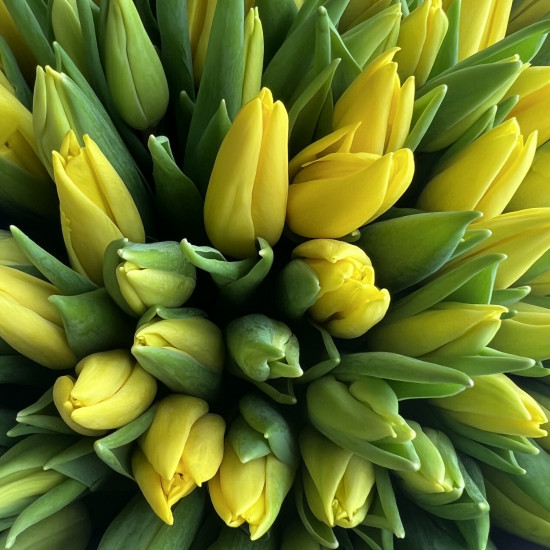 Тюльпаны Букет из 71 желтого тюльпана