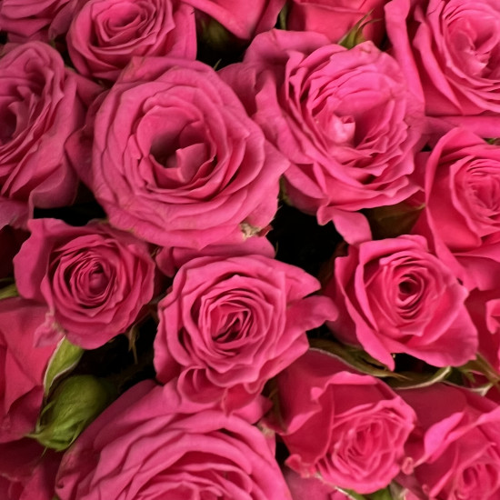 Цветы в коробке Малиновые кустовые розы в коробке XS