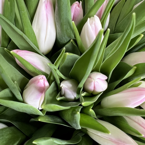 Тюльпаны Букет из 75 розовых тюльпанов