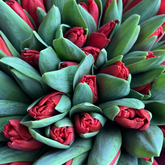 Тюльпаны Букет из 71 красного тюльпана