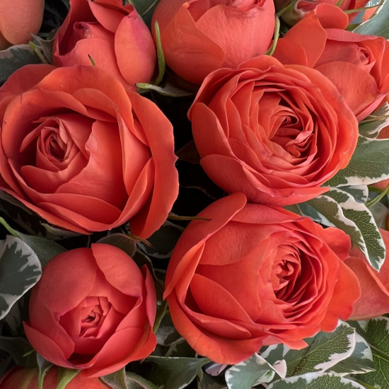 Цветы в корзине Оранжевые кустовые розы в корзине XS