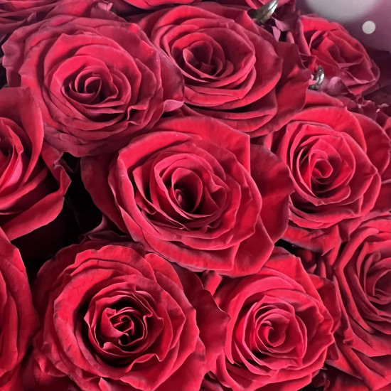Букеты из роз Букет из 25 роз сорта Престиж (60 см)