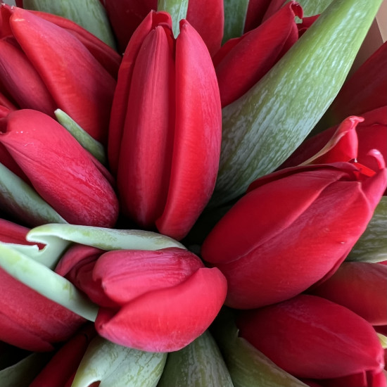 Тюльпаны Букет из 25 красных тюльпанов