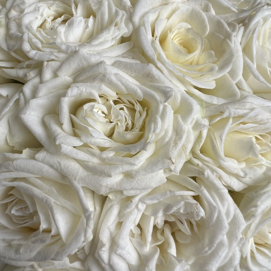Пионовидные розы: не оставят никого равнодушными! Обзор самых красивых сортов