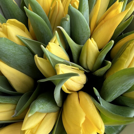 Тюльпаны Букет из 31 желтого тюльпана
