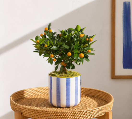 Мини-цитрус — Каламондин в горшочке