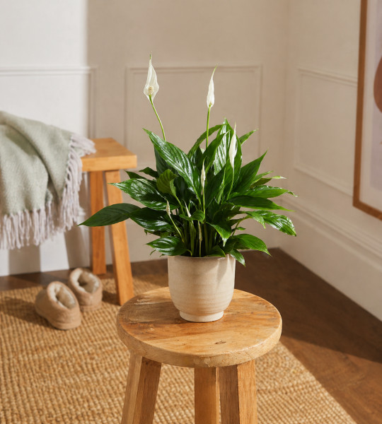 Спатифиллум в горшочке