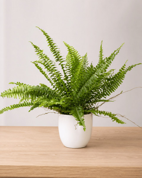 Нефролепис в горшочке