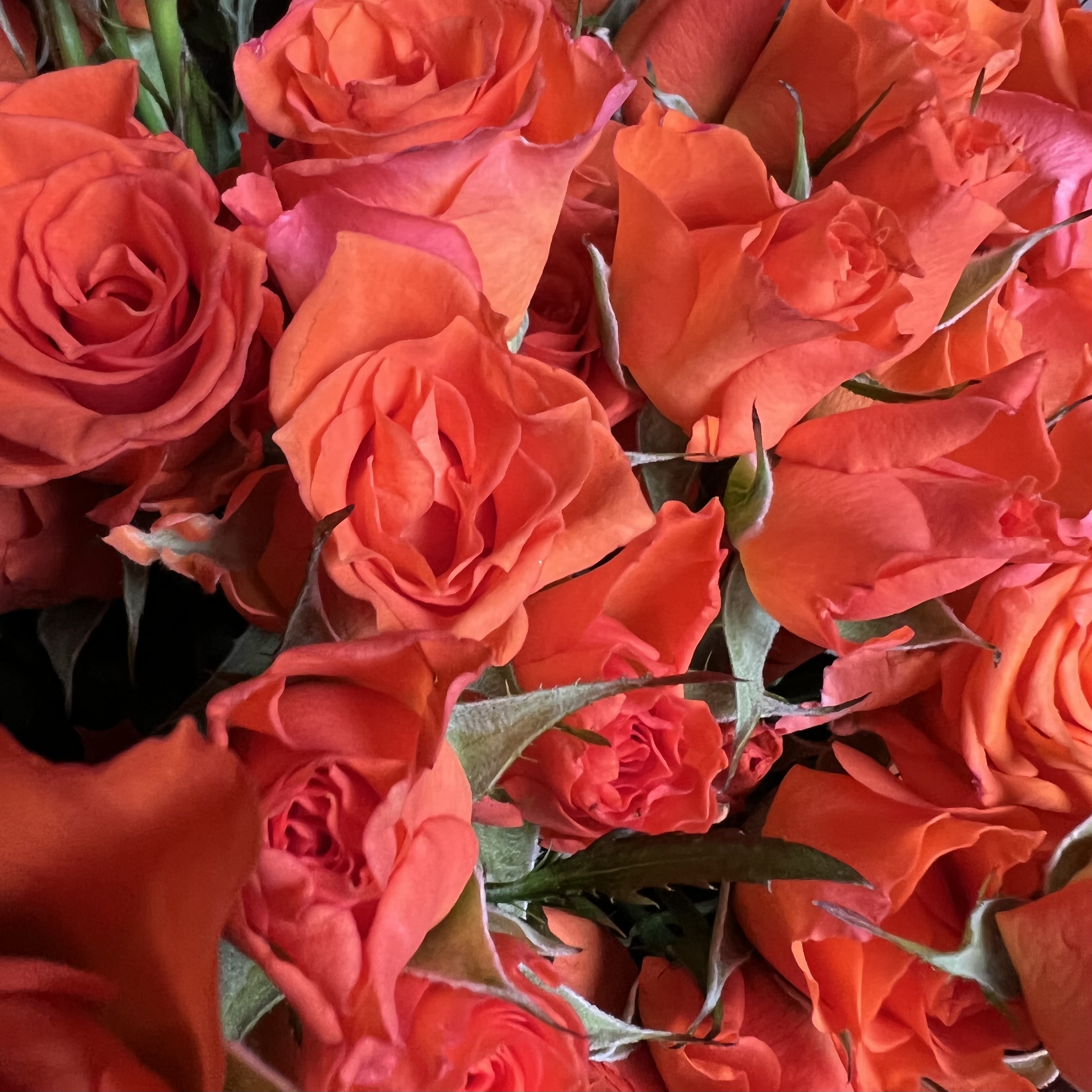 Кустовая роза Букет из 17 кустовых оранжевых роз