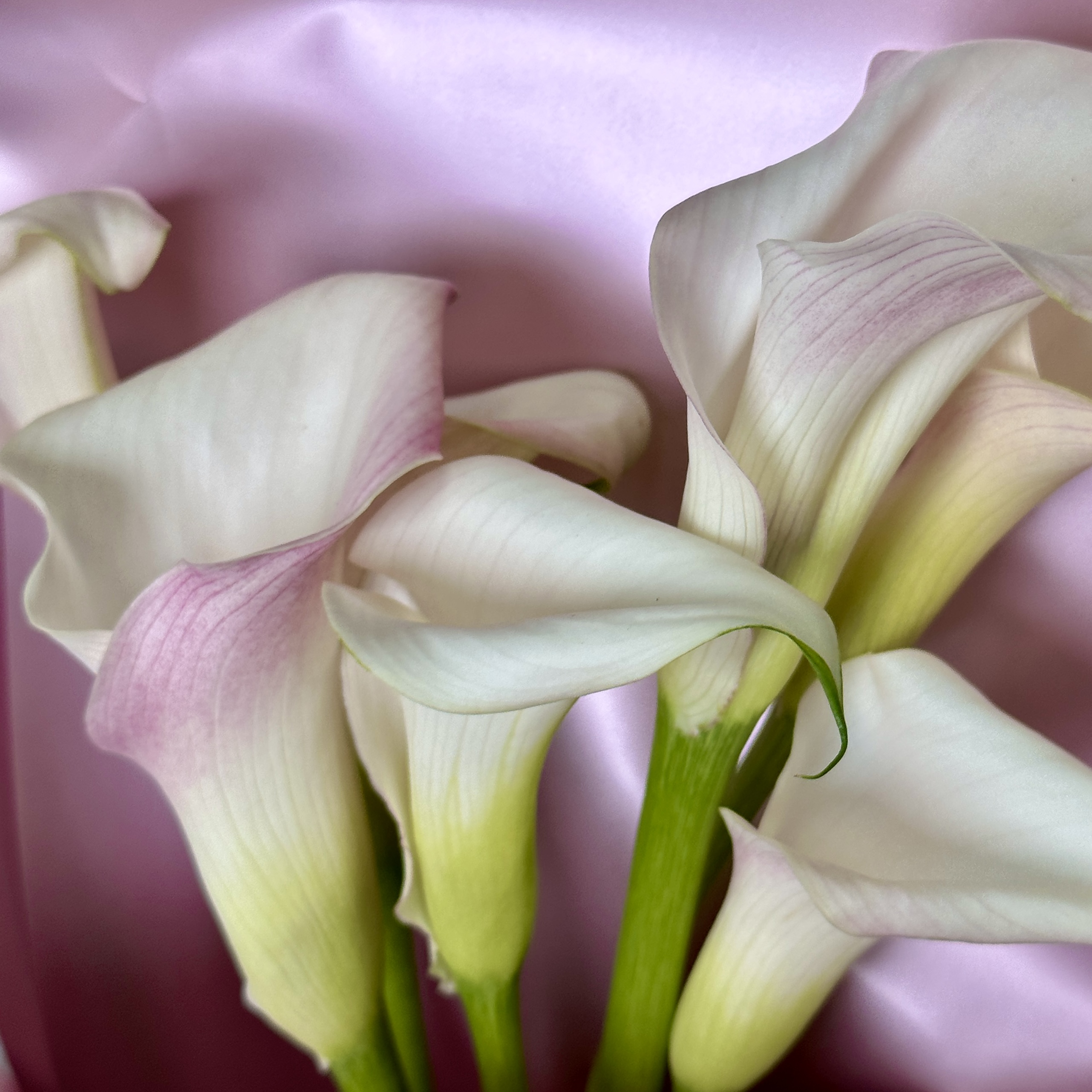 Каллы Букет из 7 белых калл