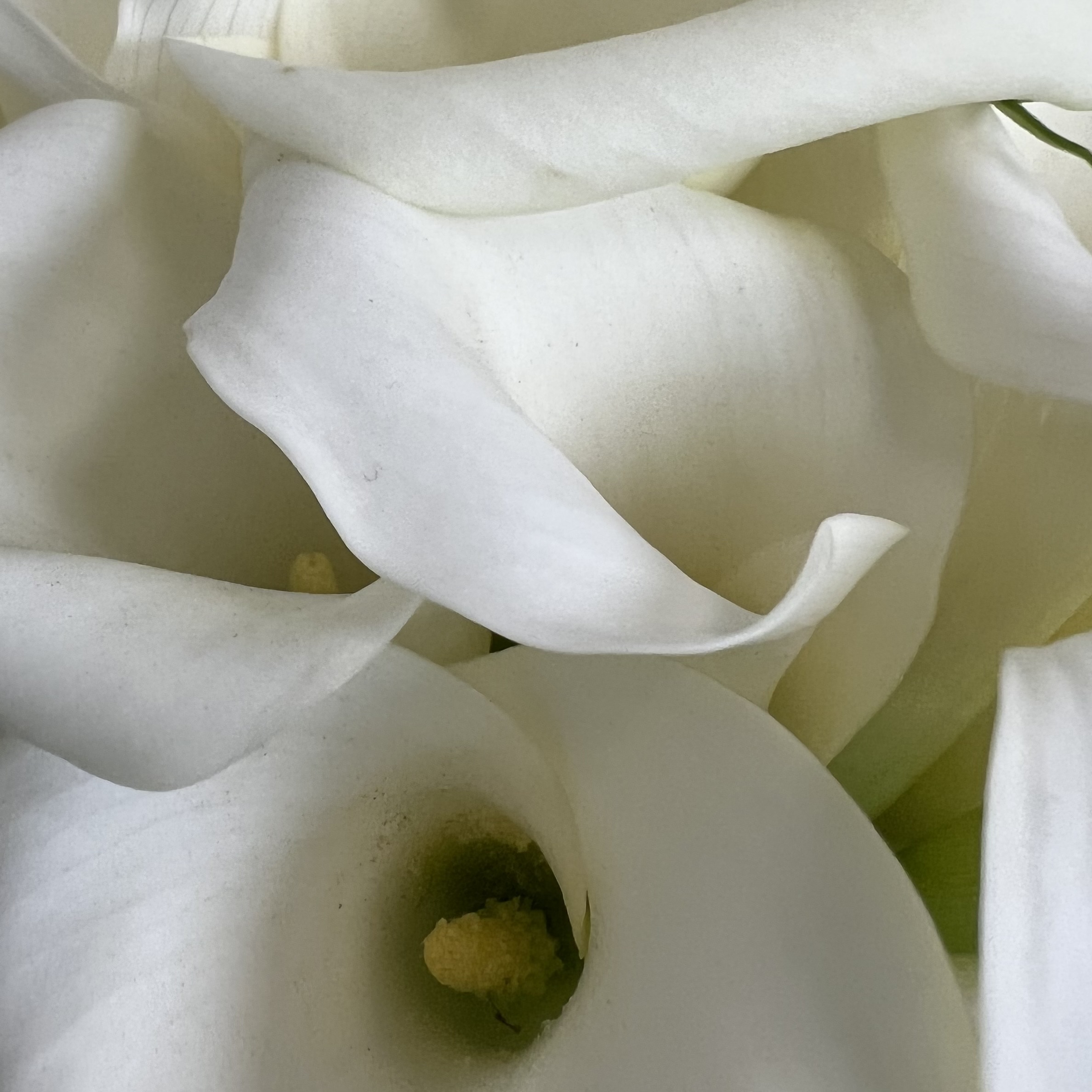 Каллы Букет невесты №1