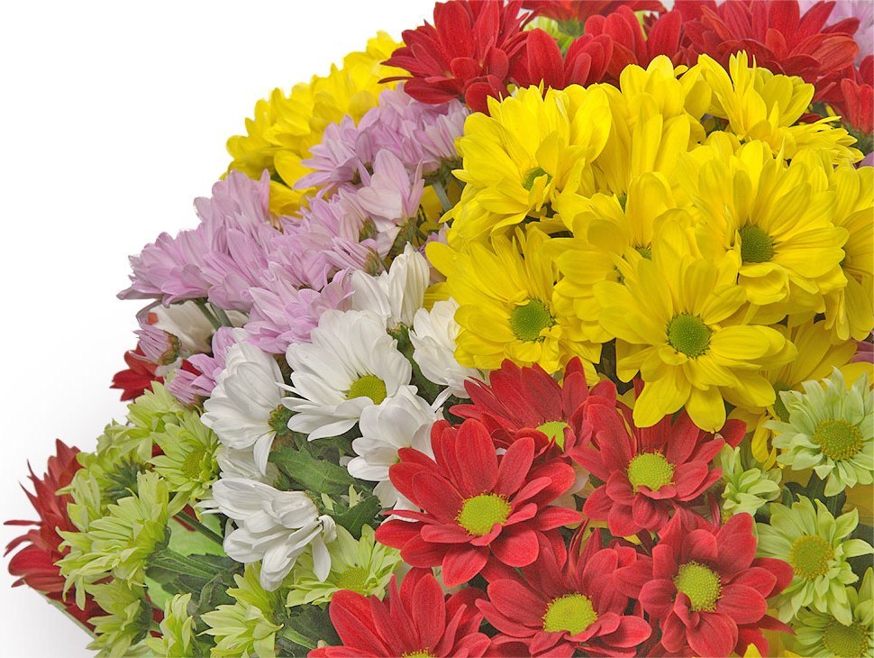 Хризантемы Букет из 25 хризантем