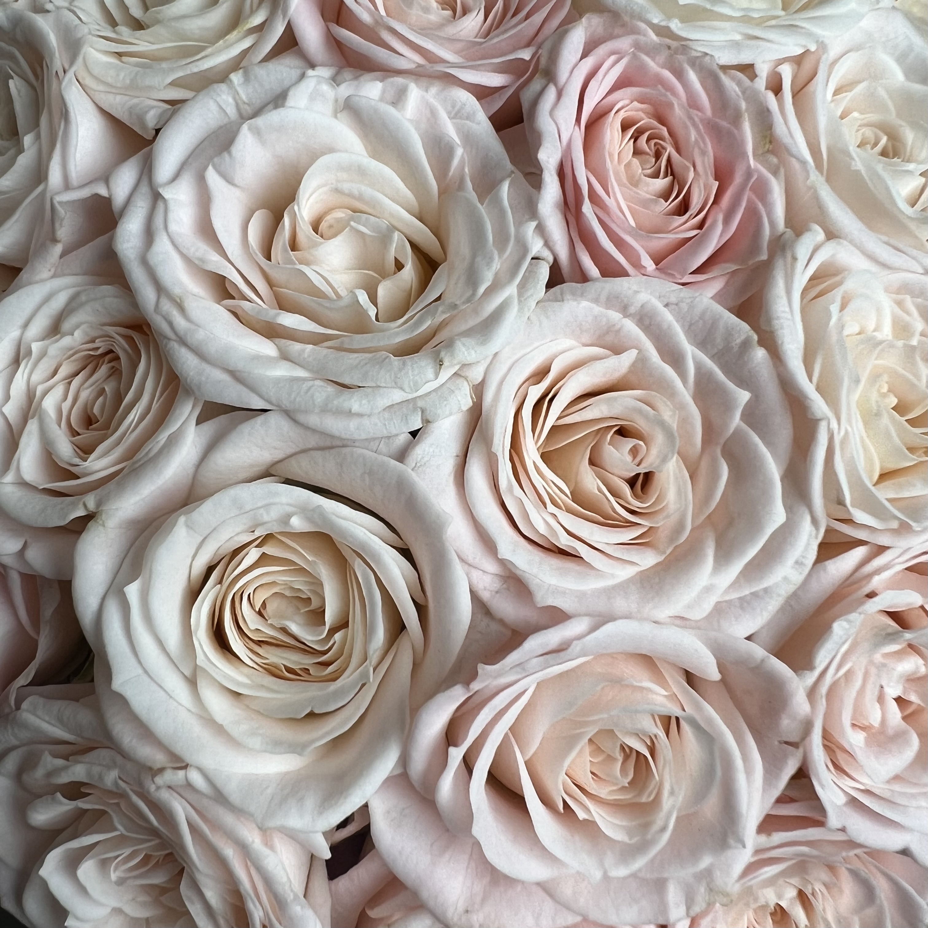 Цветы в коробке Розовые кустовые пионовидные розы в коробке S