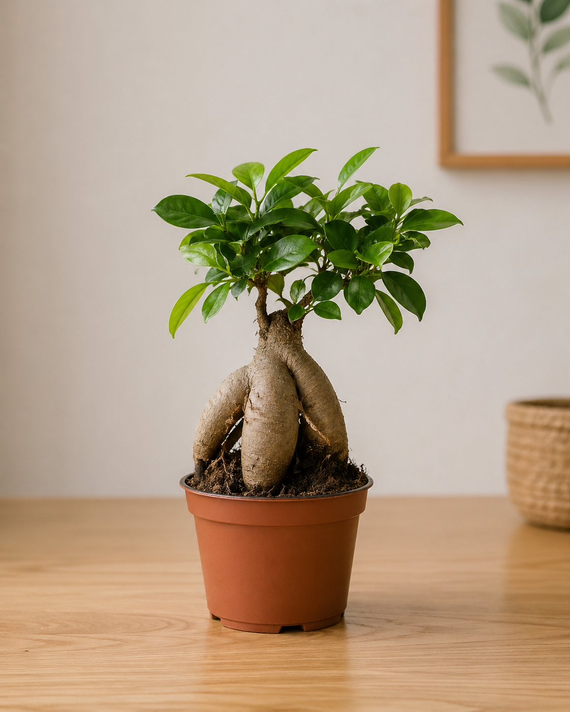 Живые растения в горшках Фикус микрокарпа "Гинсенг" в горшочке