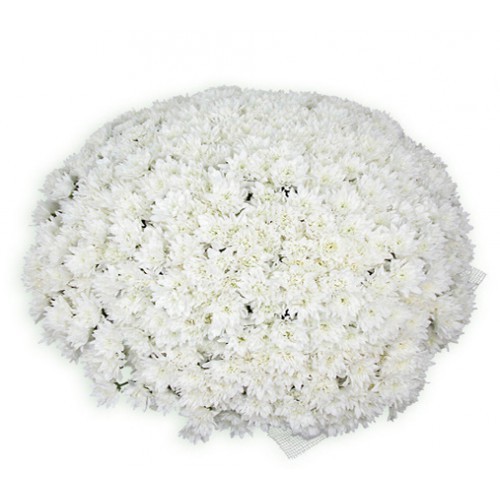 Хризантемы Букет из 101 хризантемы