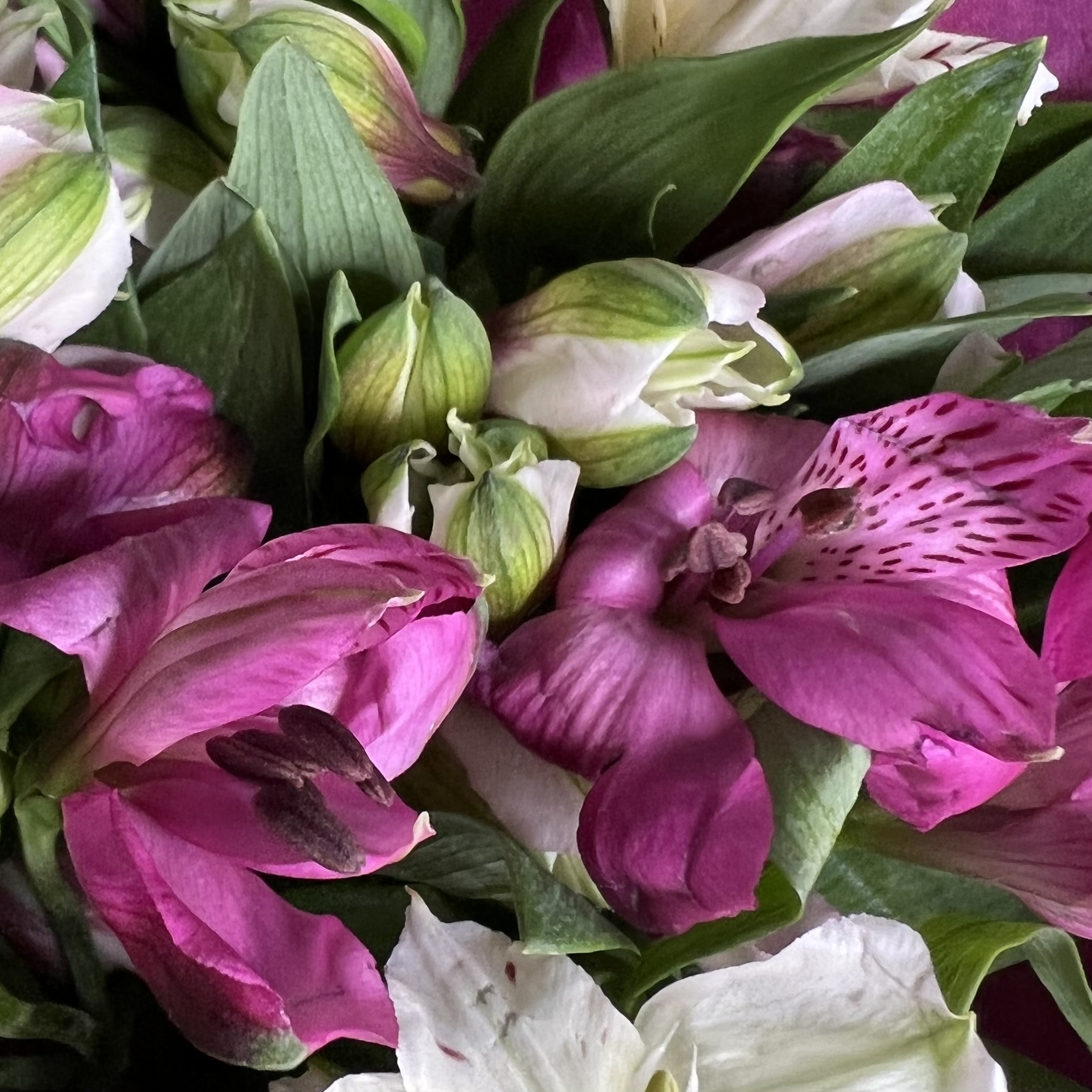 Альстромерии Букет Сингапур