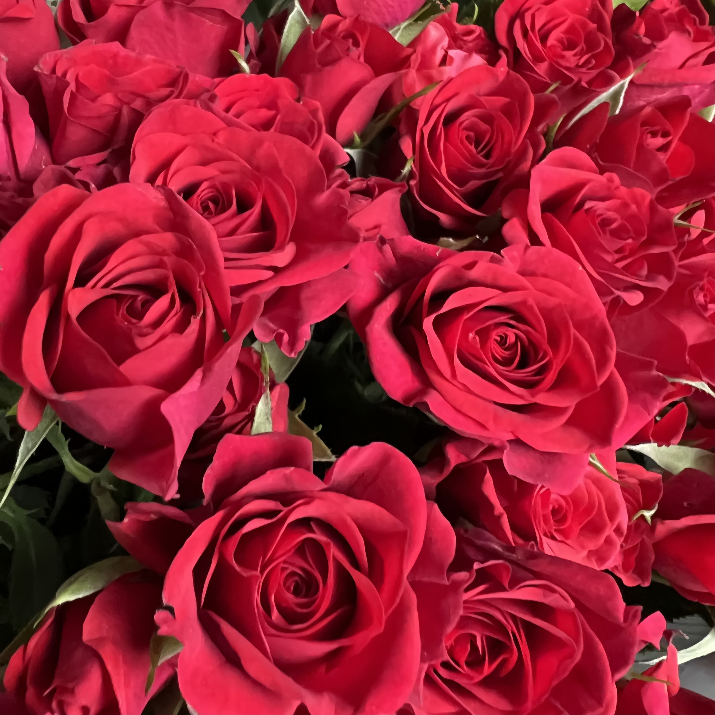 Кустовая роза Букет из 17 кустовых красных роз