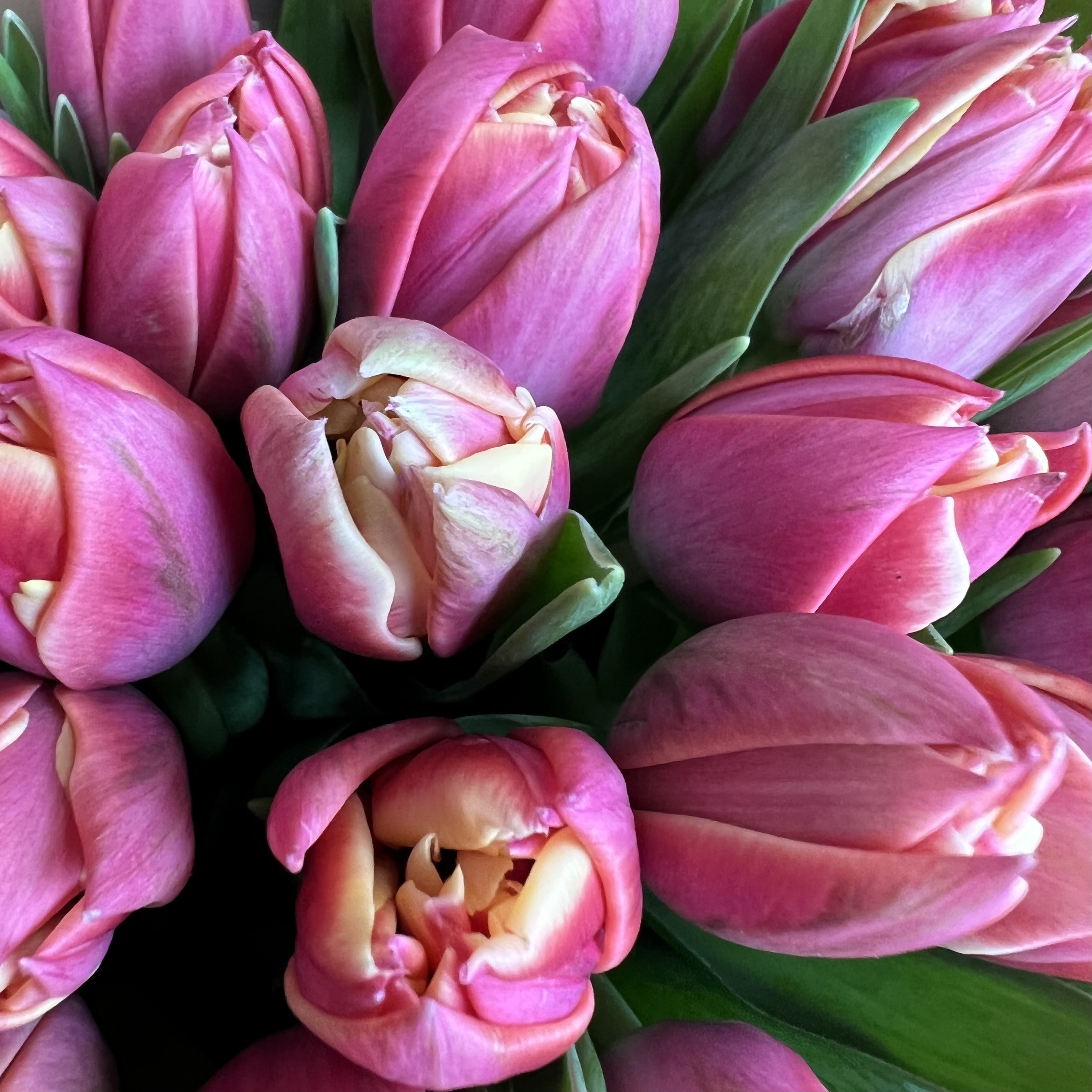 Тюльпаны Букет из 51 пионовидного тюльпана