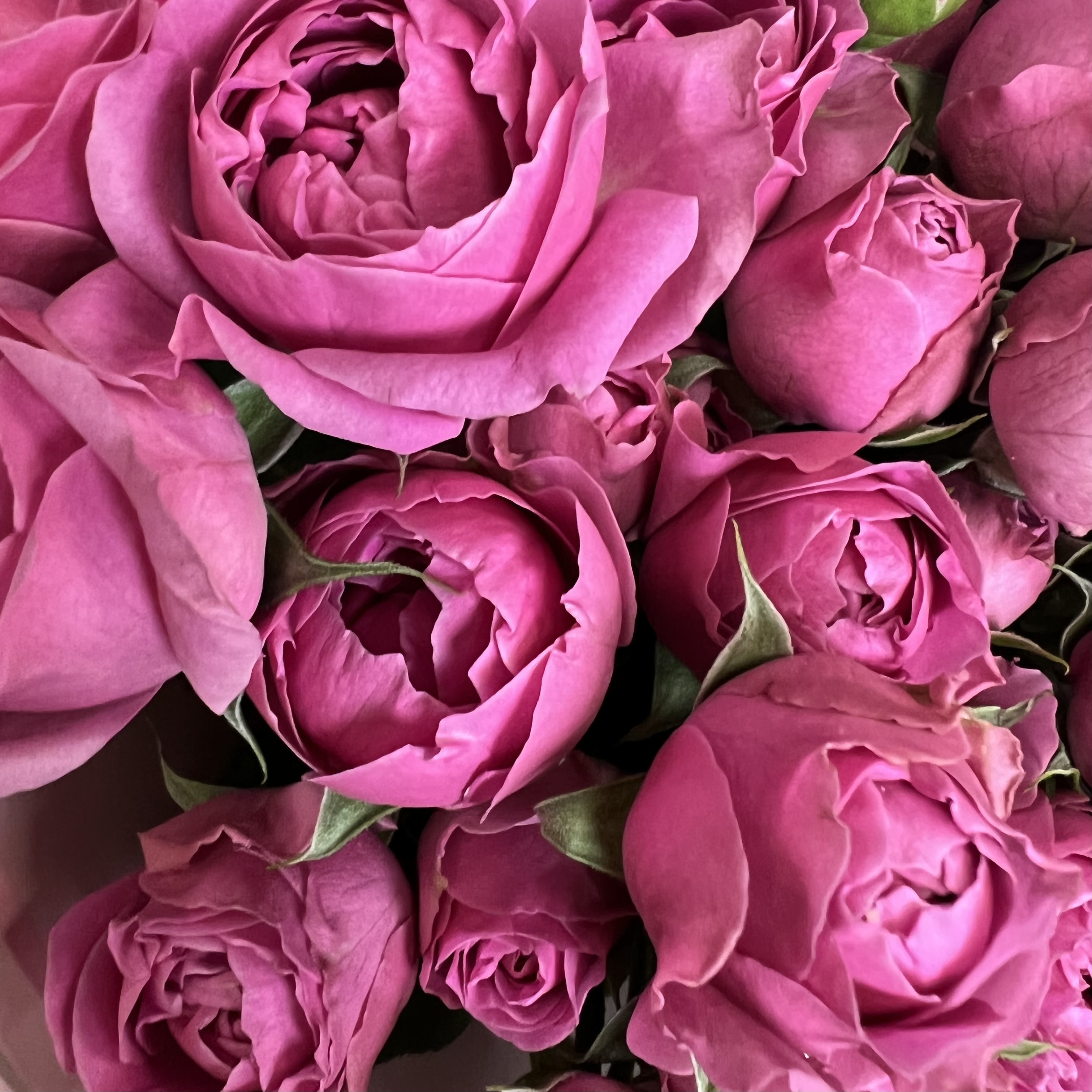 Кустовая роза Букет из 17 малиновых кустовых пионовидных роз