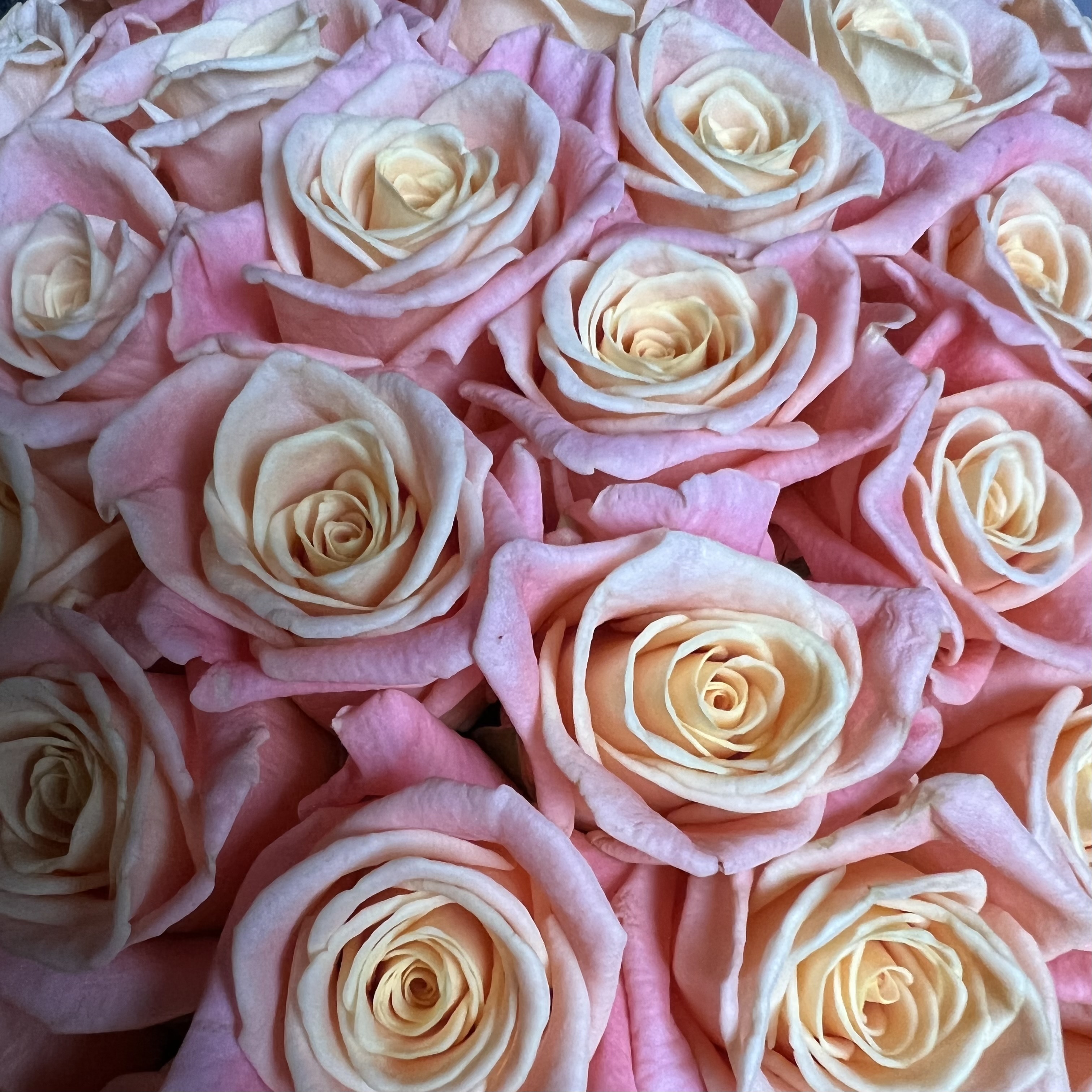 Букеты из роз Коралловые розы в коробке L