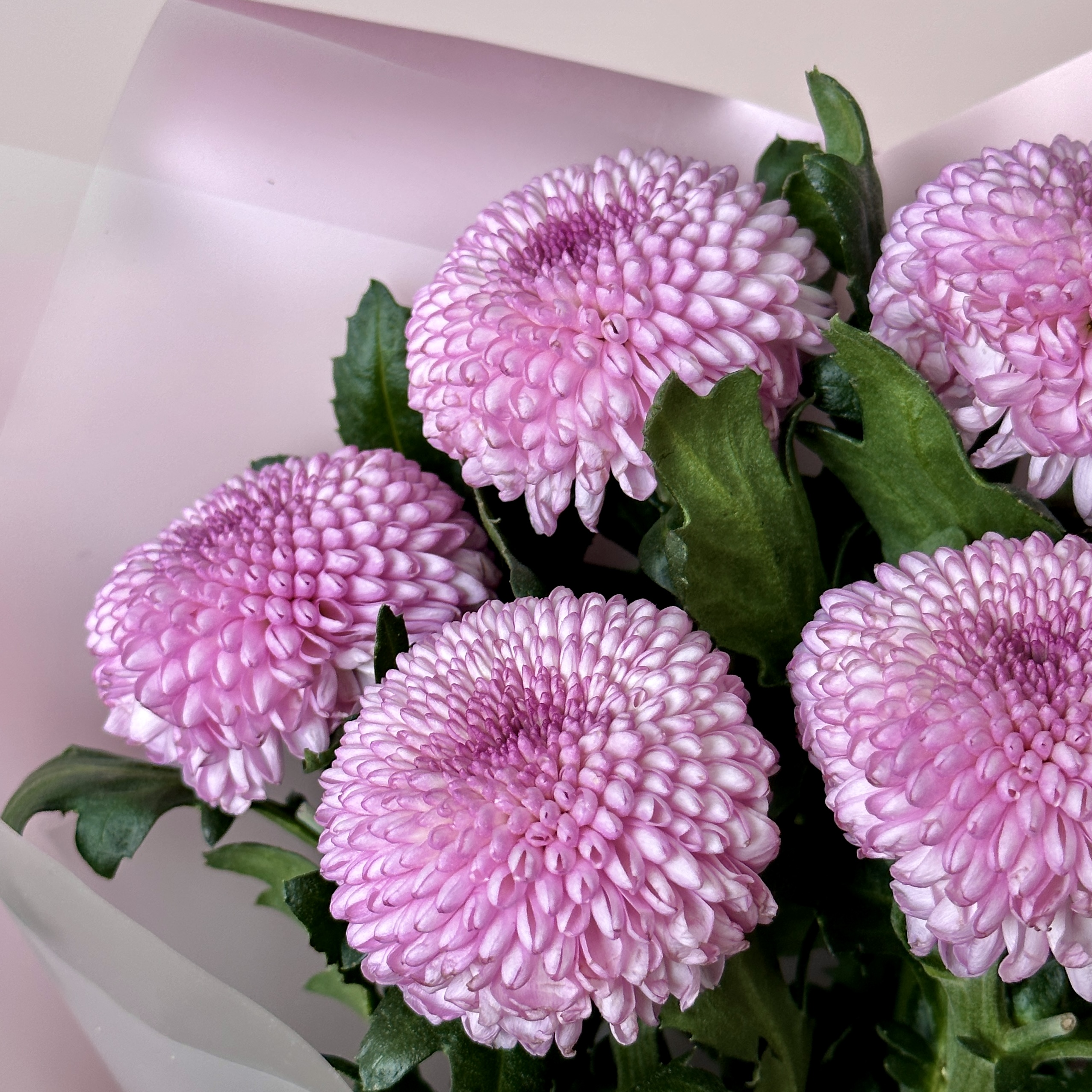 Хризантемы Букет из 5 хризантем Момоко