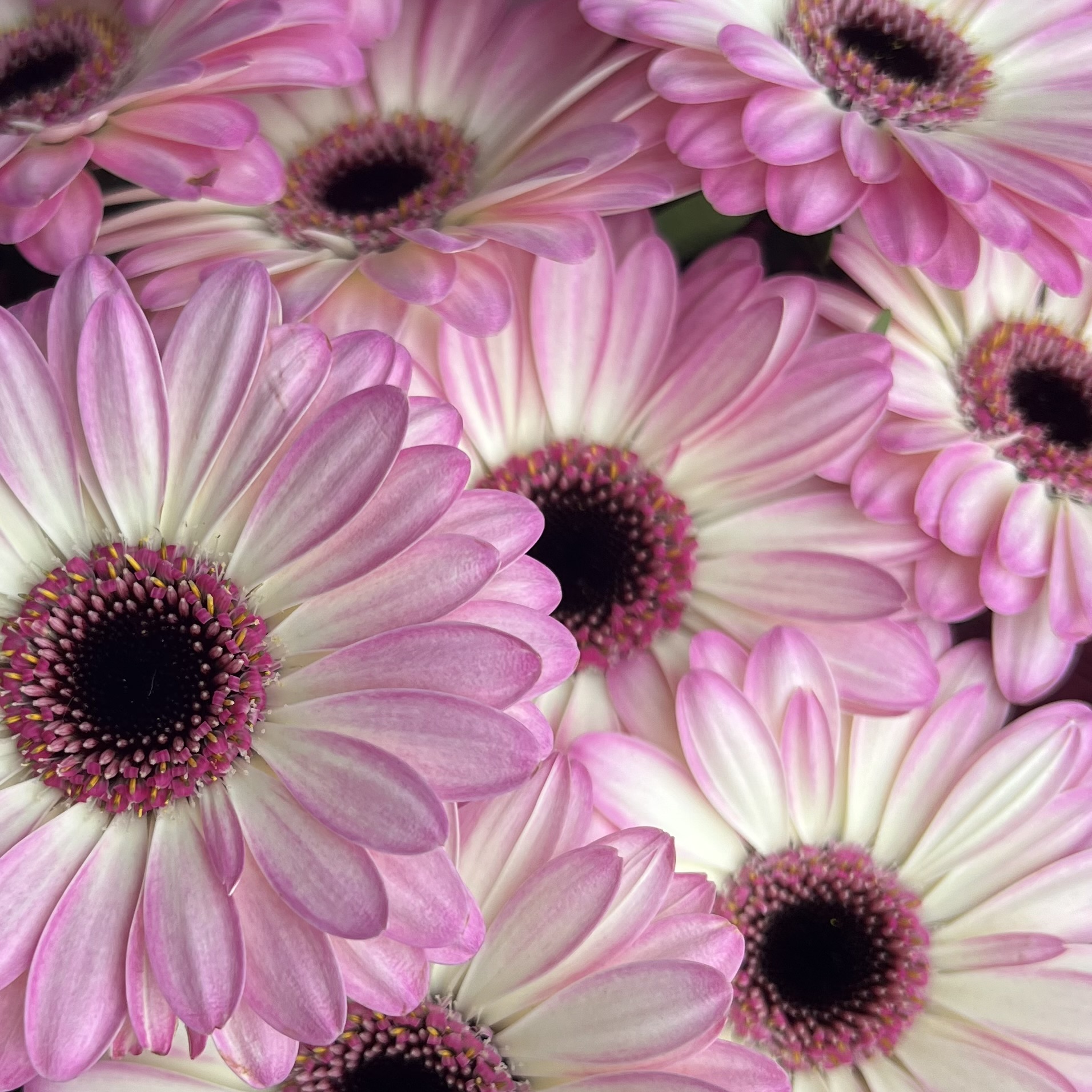 Герберы Букет из 11 розовых гербер мини