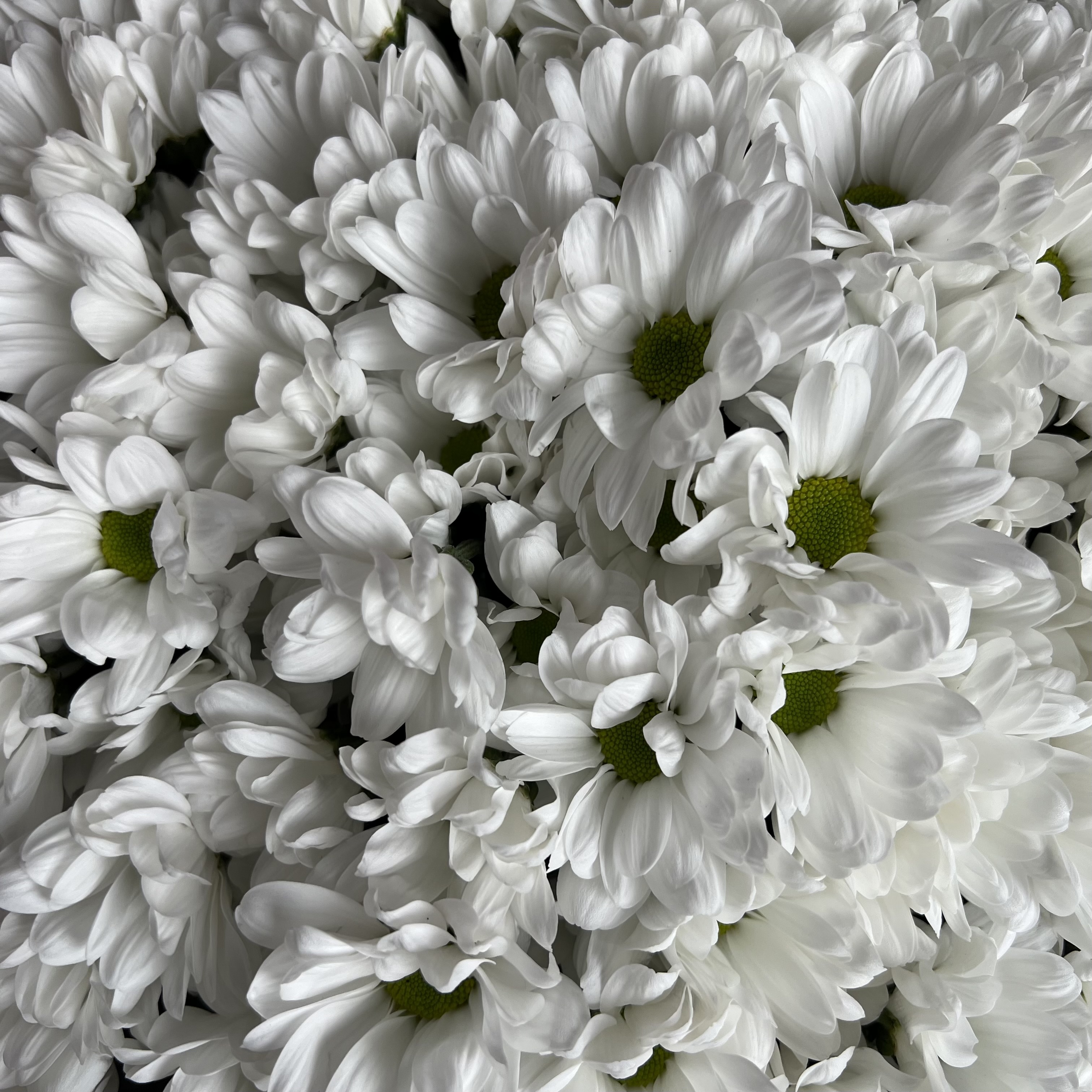 Хризантемы Букет из 35 кустовых хризантем