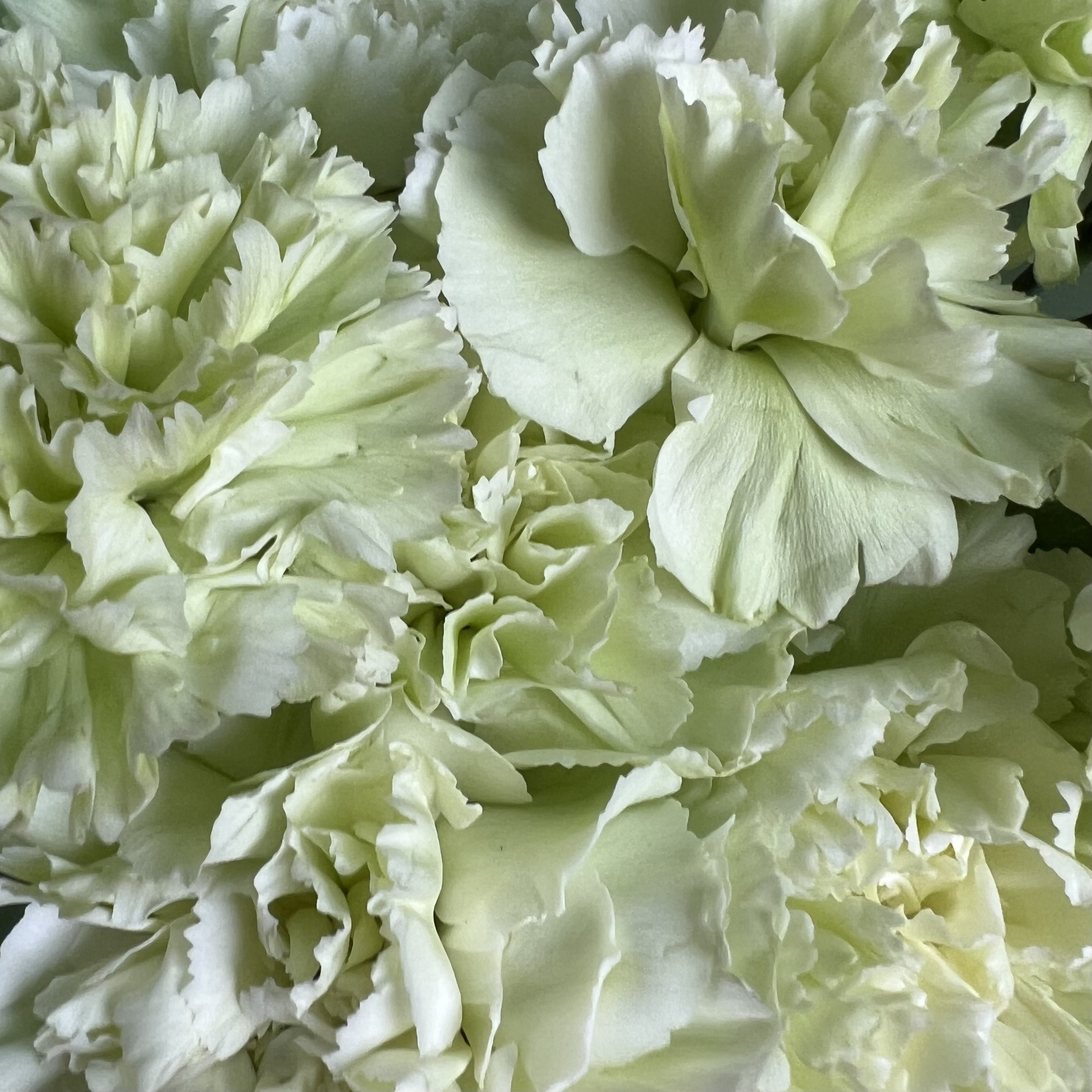 Гвоздики Букет из 11 фисташковых гвоздик