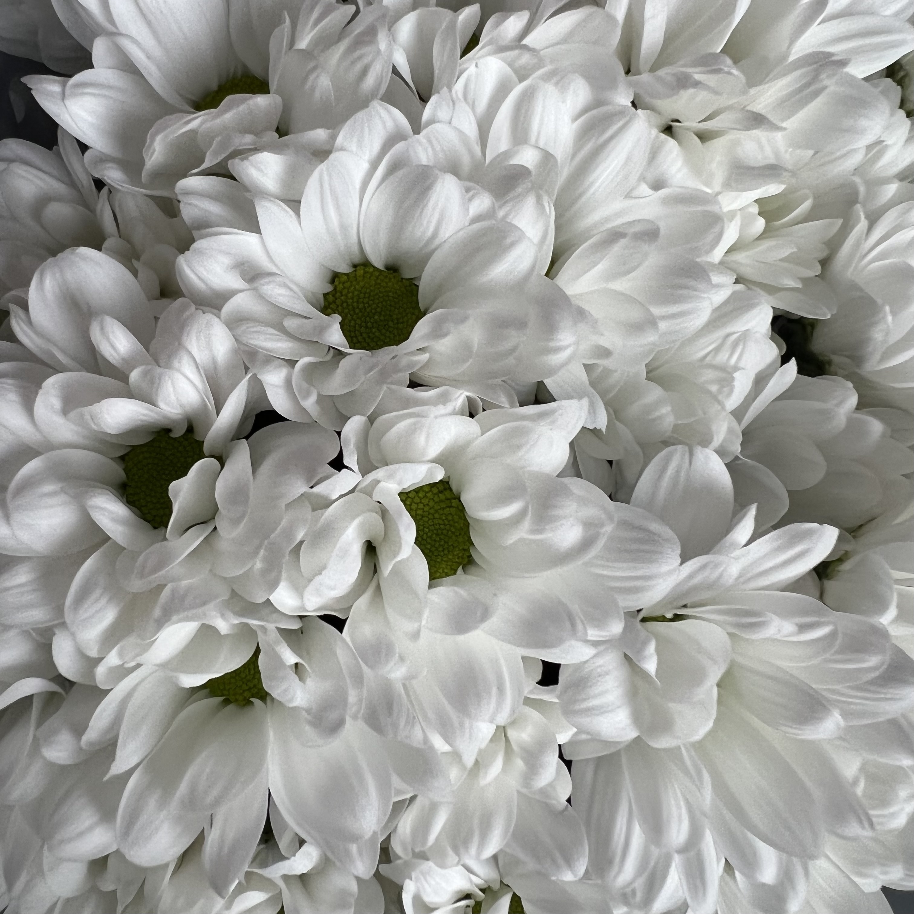 Хризантемы Букет из 11 кустовых белых хризантем