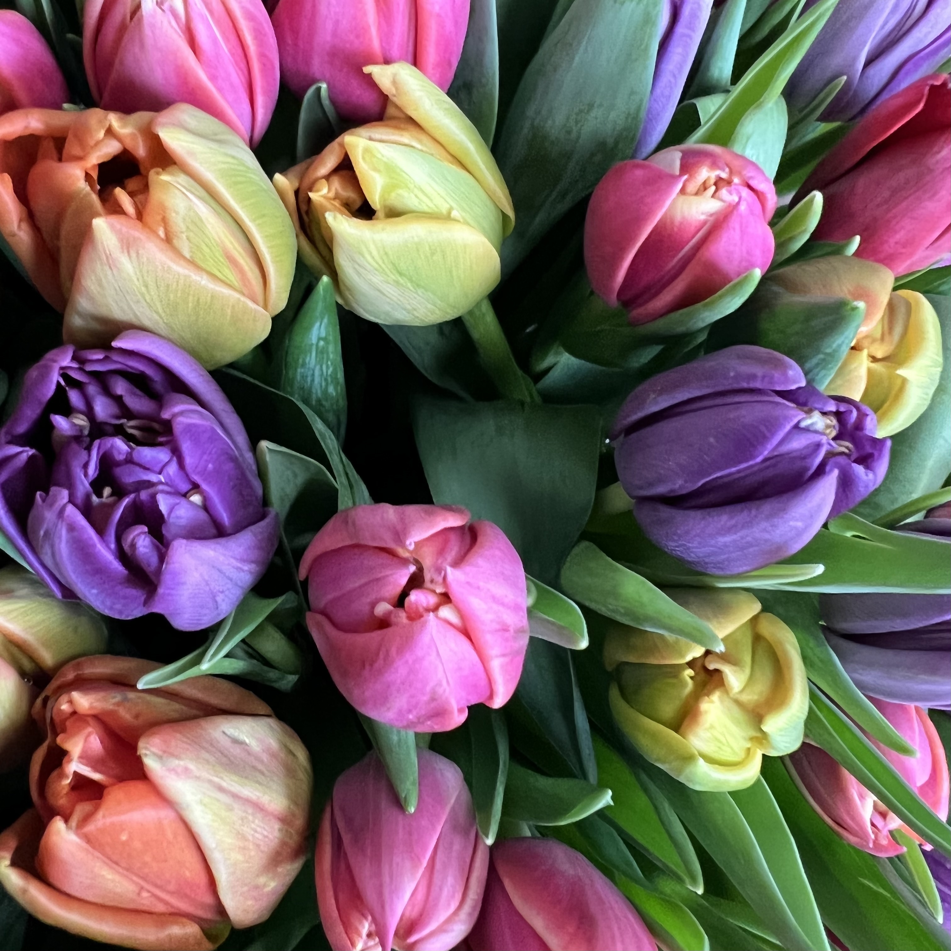 Тюльпаны Корзина из 51 пионовидного тюльпана (микс)