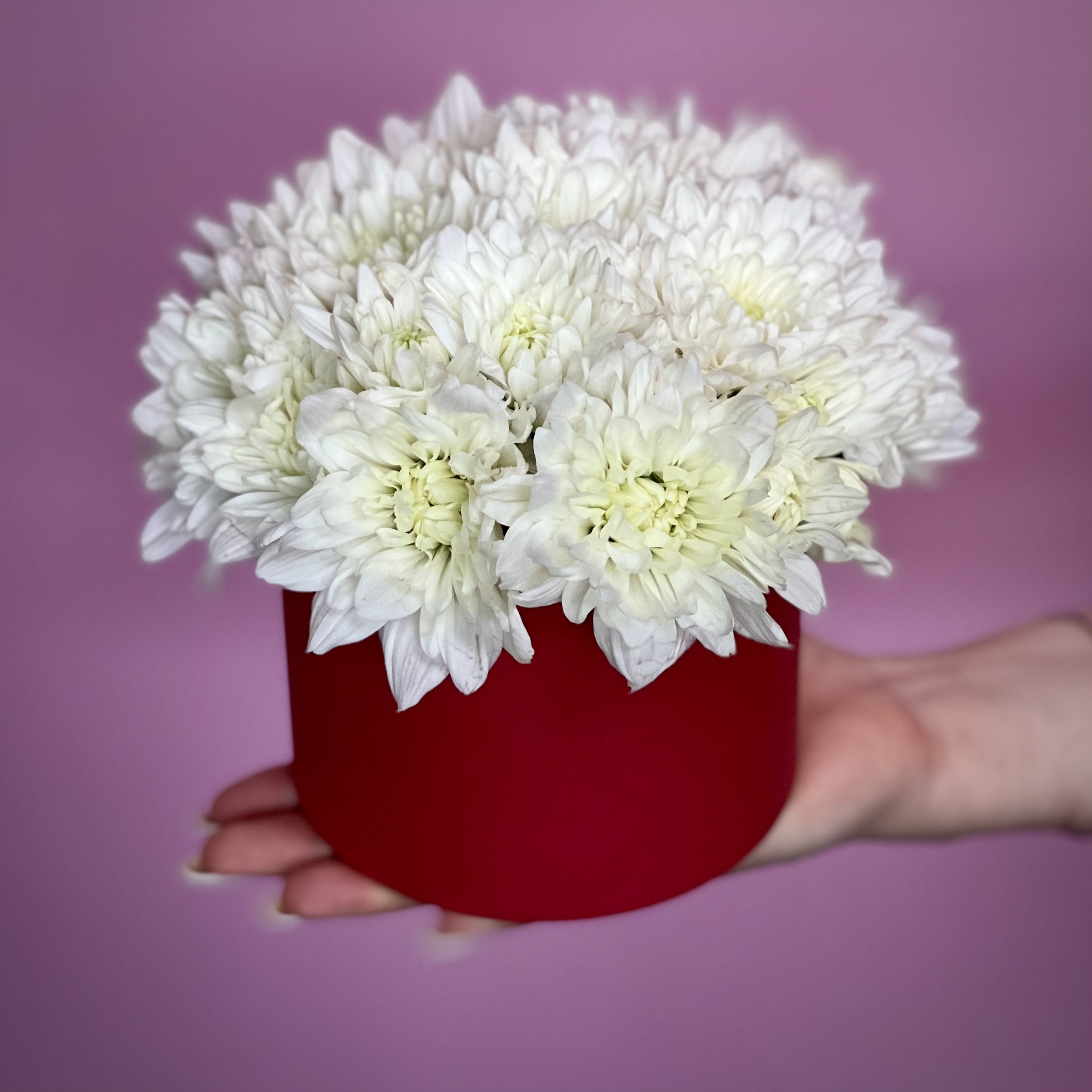 Хризантемы Белая кустовая хризантема в шляпной коробке XS