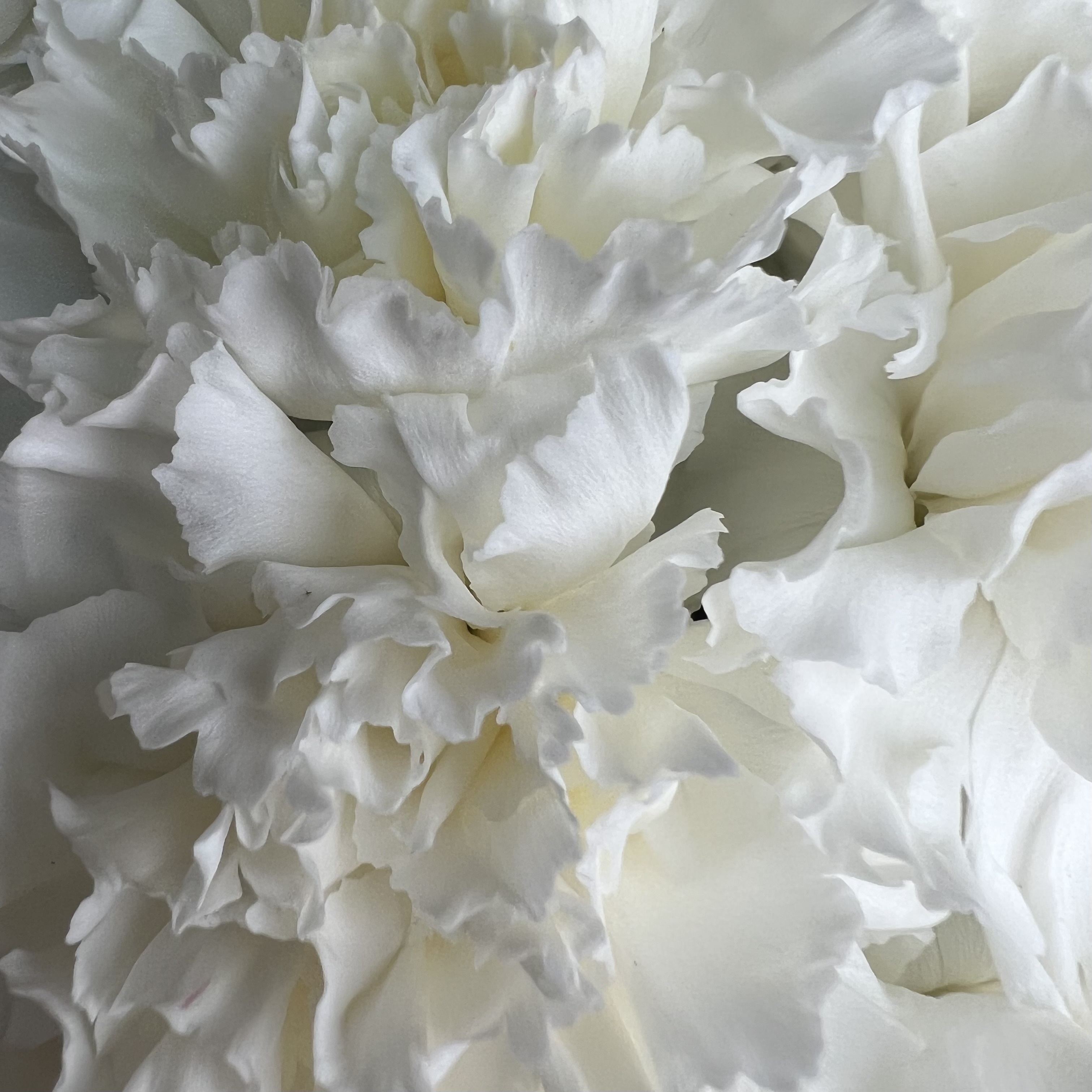 Цветы в коробке Белые гвоздики в коробке XS