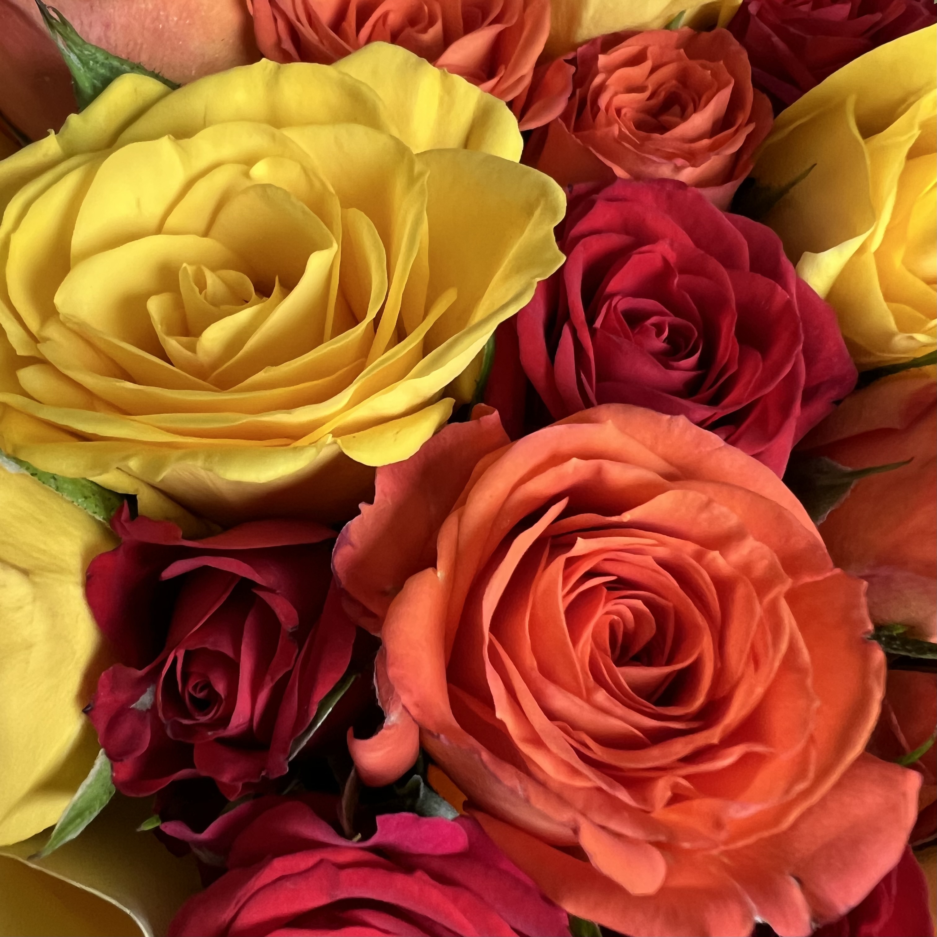 Кустовая роза Букет из 7 ярких кустовых роз