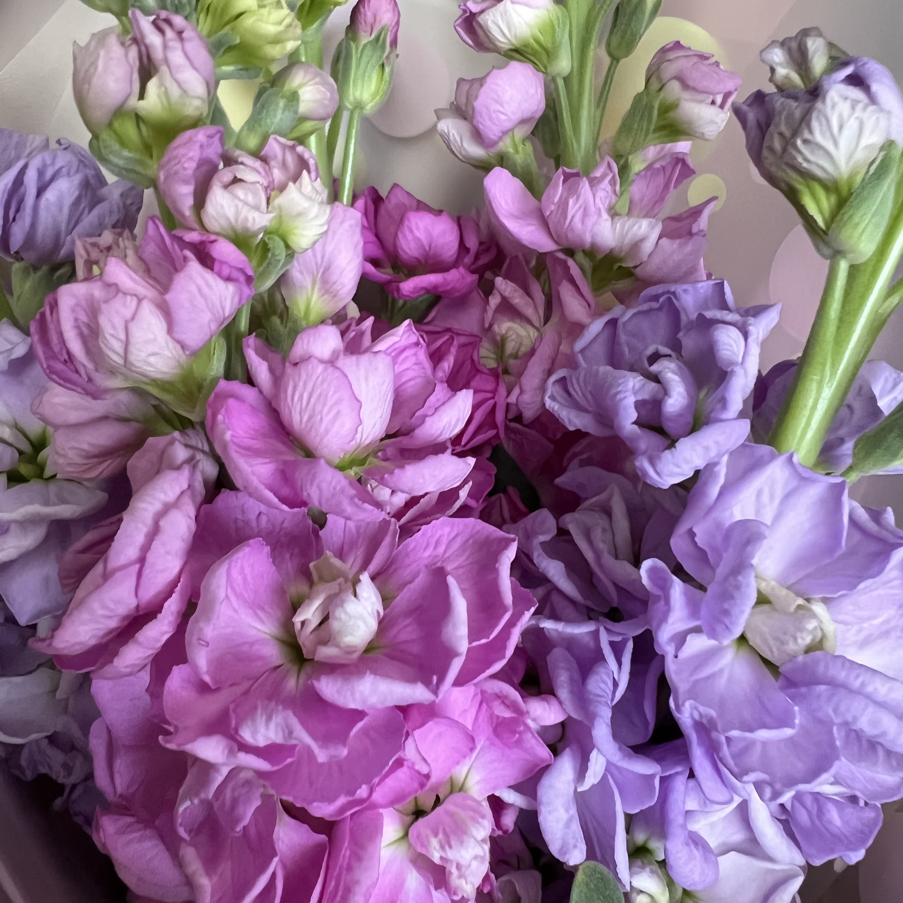 Маттиола Букет Ароматерапия