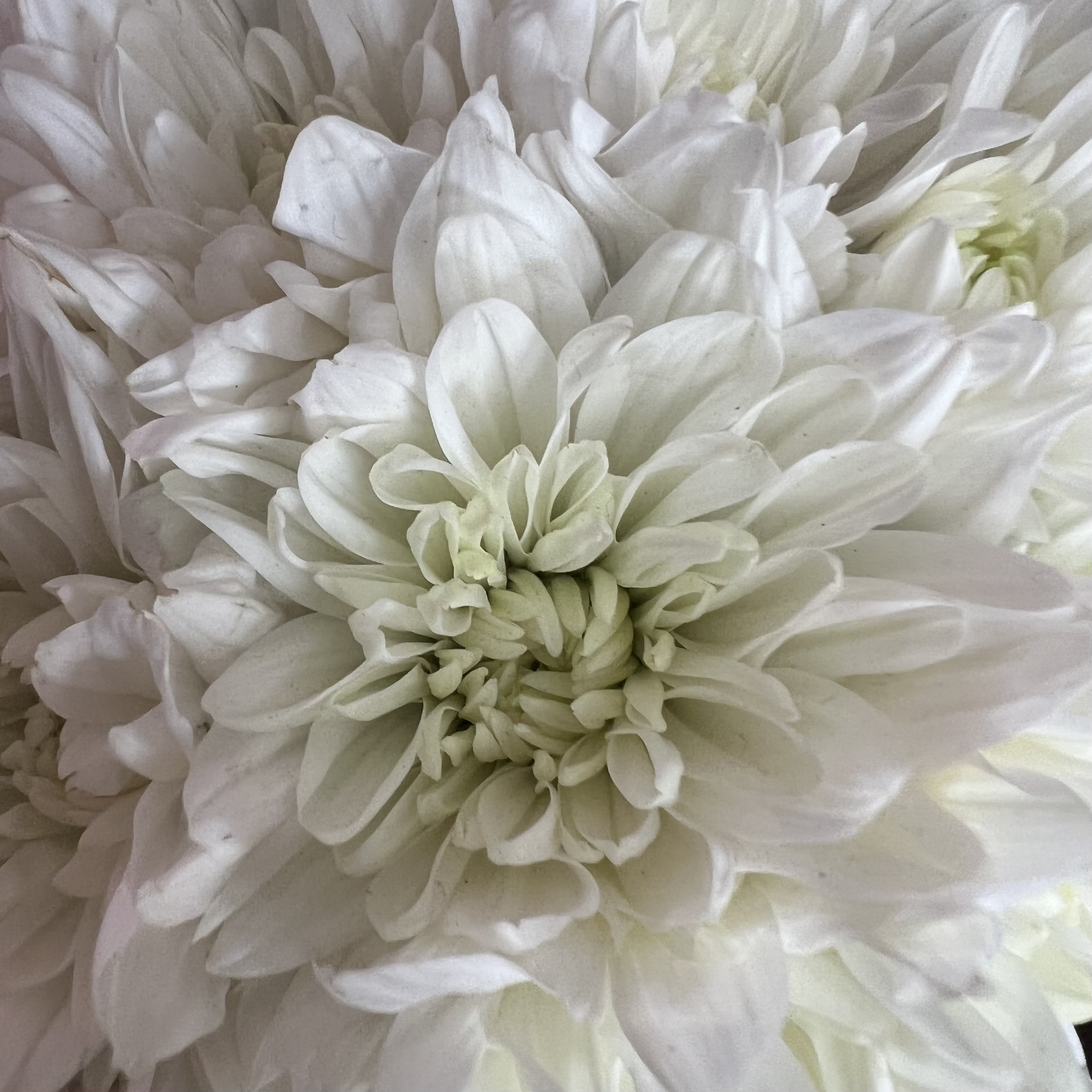 Хризантемы Белая кустовая хризантема в шляпной коробке XS