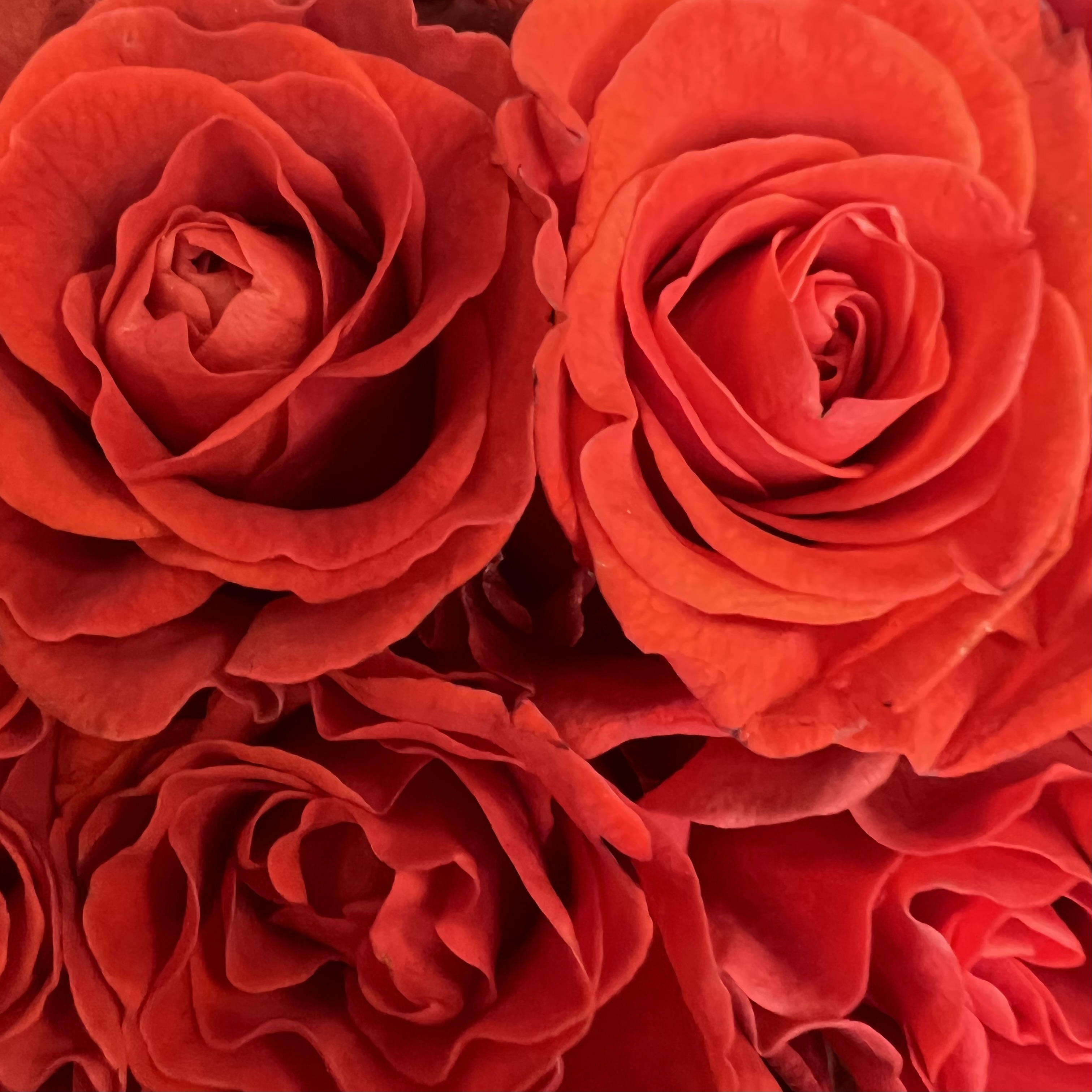 Букеты из роз Букет из 35 роз Эльторо