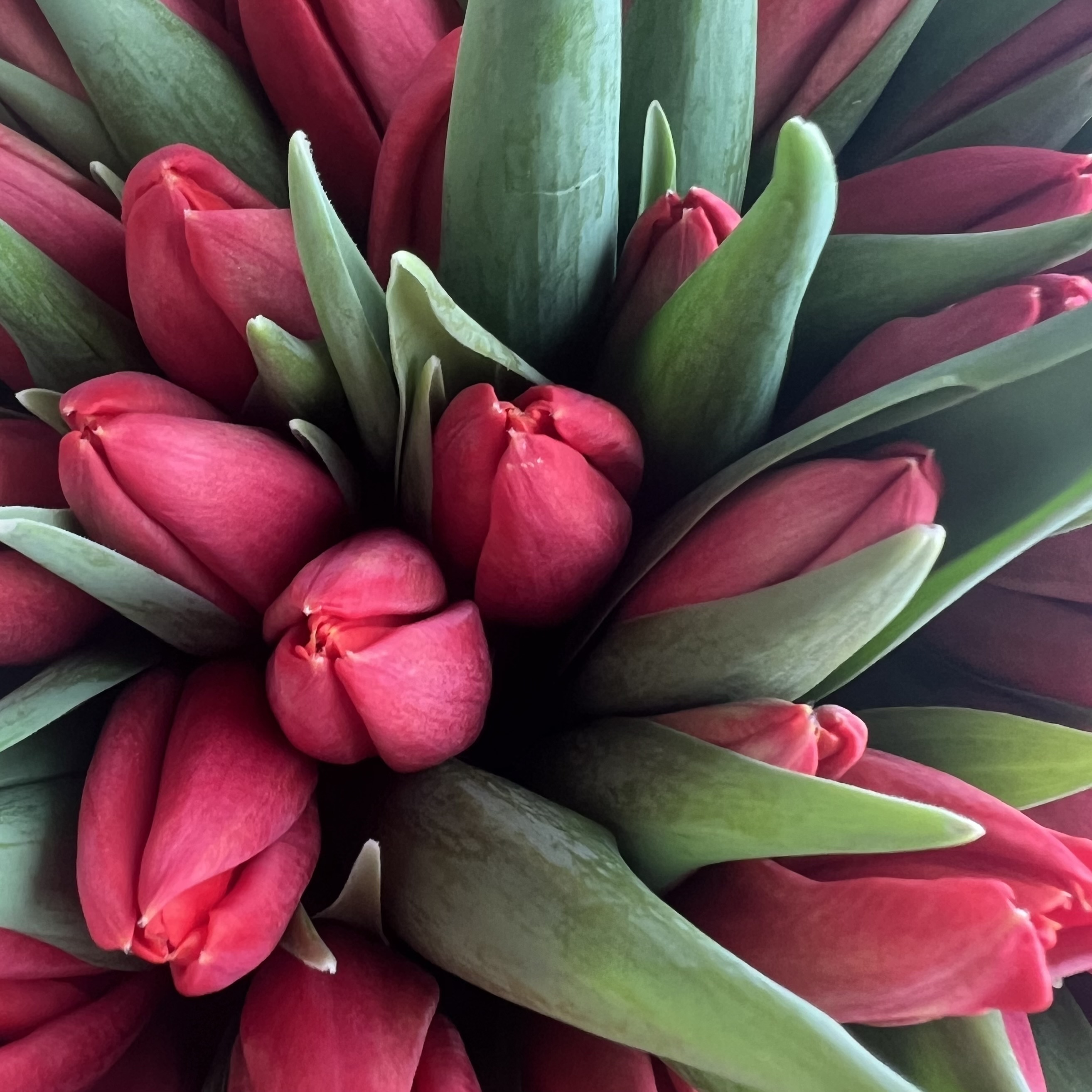 Тюльпаны Букет из 55 красных тюльпанов