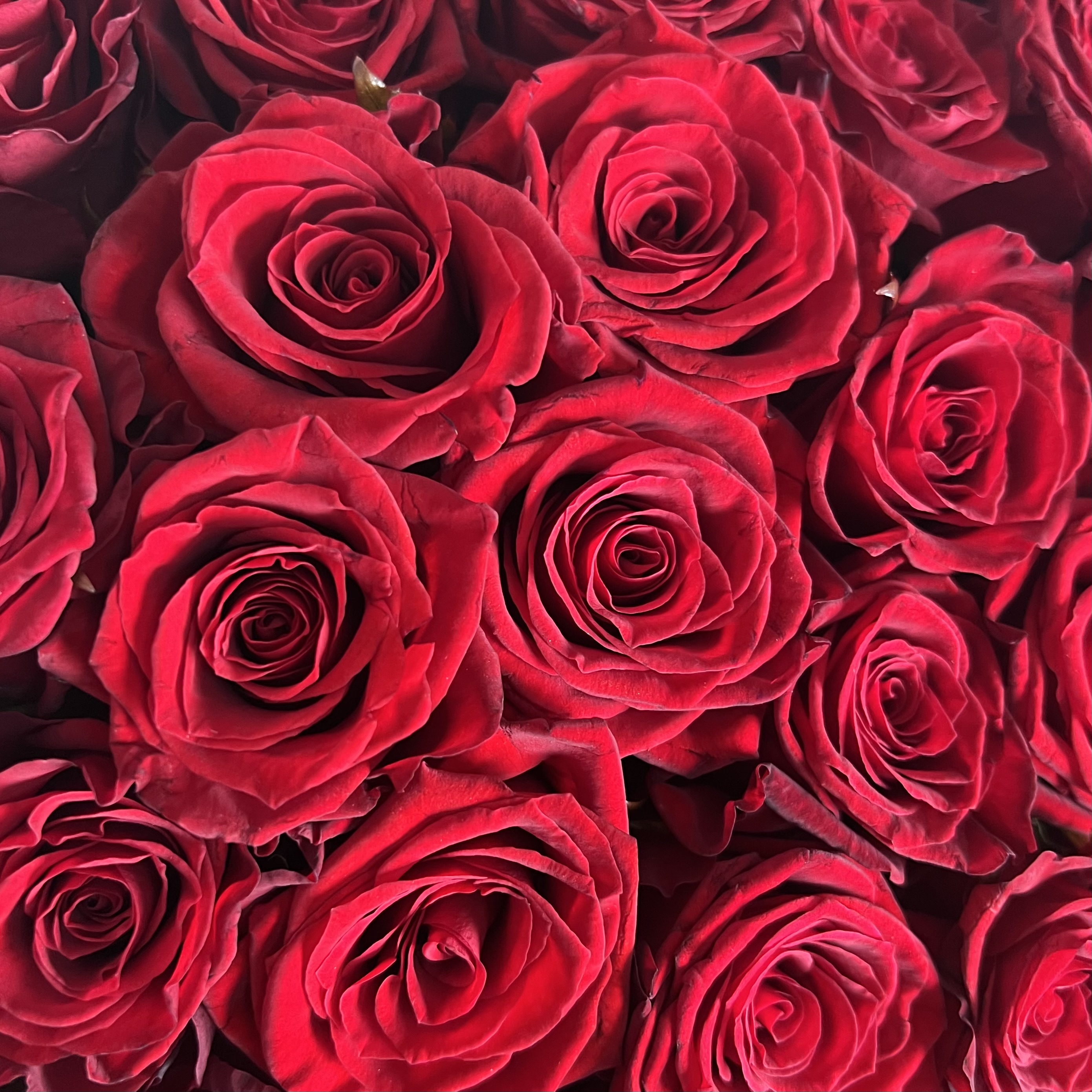 Букеты из роз Букет из 31 розы сорта Престиж (70 см)