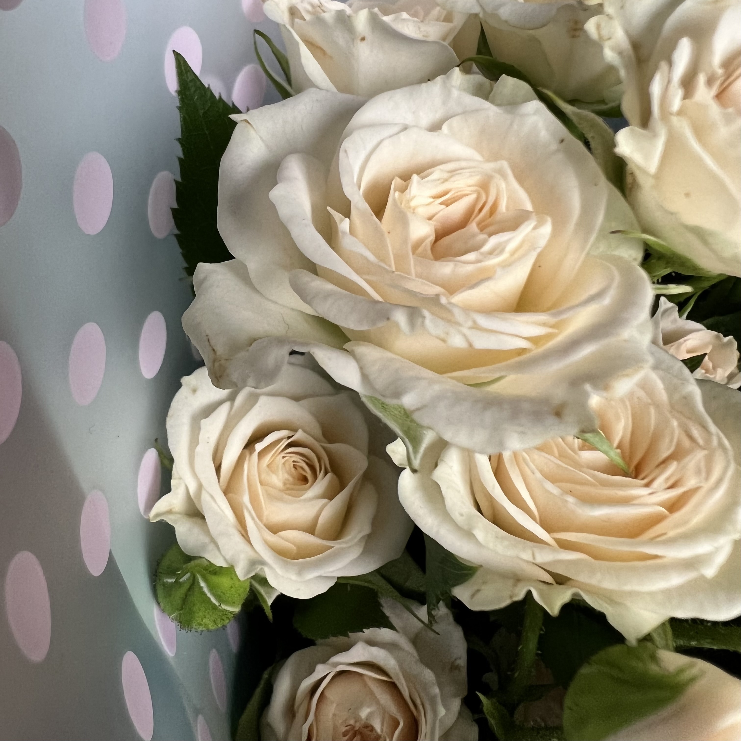 Кустовая роза Букет из 7 кустовых кремовых роз
