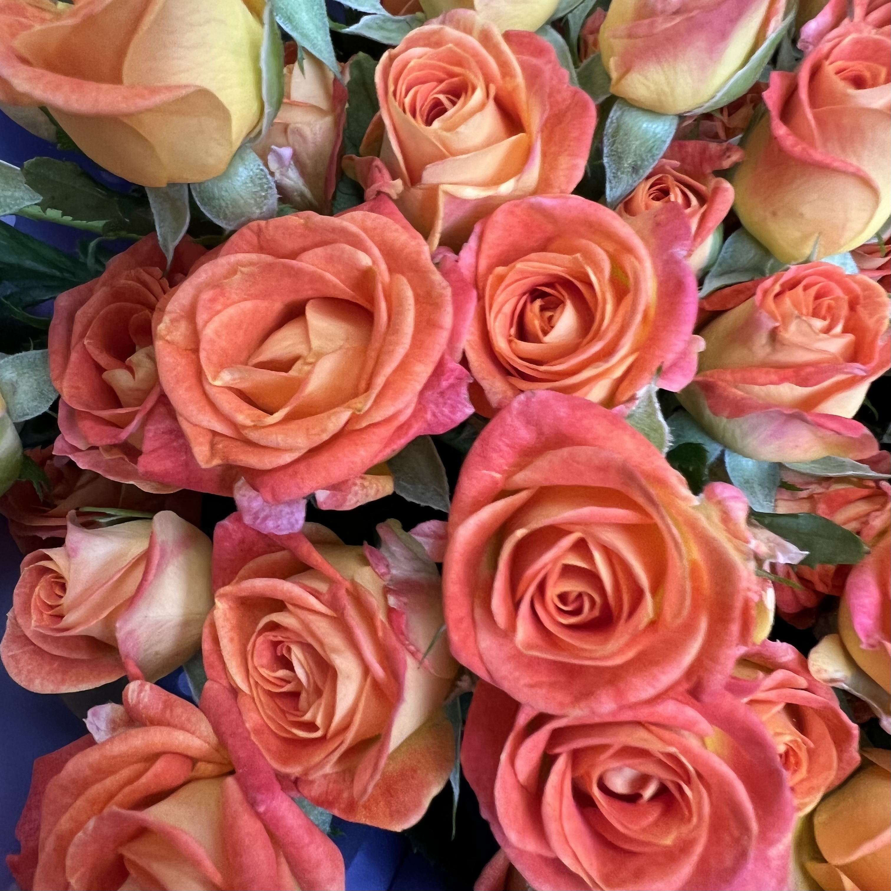 Кустовая роза Букет из 15 кустовых оранжевых роз