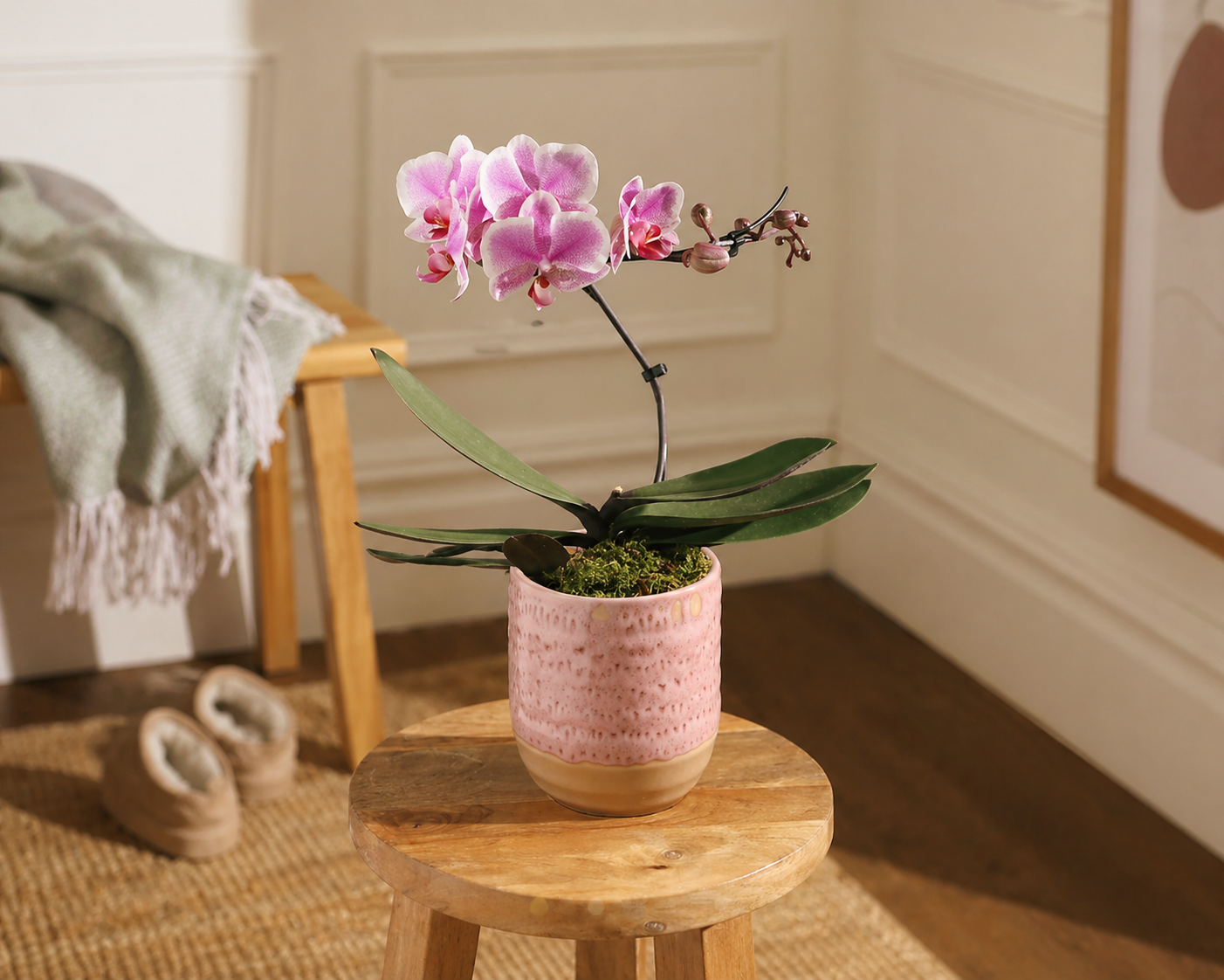 Живые растения в горшках Орхидея Фаленопсис №2 в горшочке