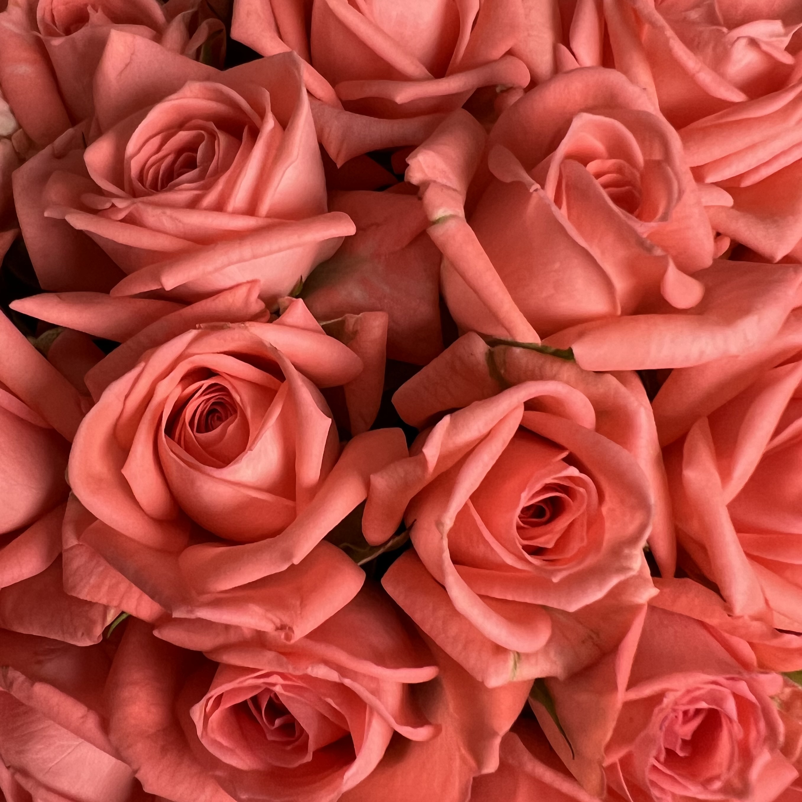 Цветы в коробке Коралловые кустовые розы в коробке М