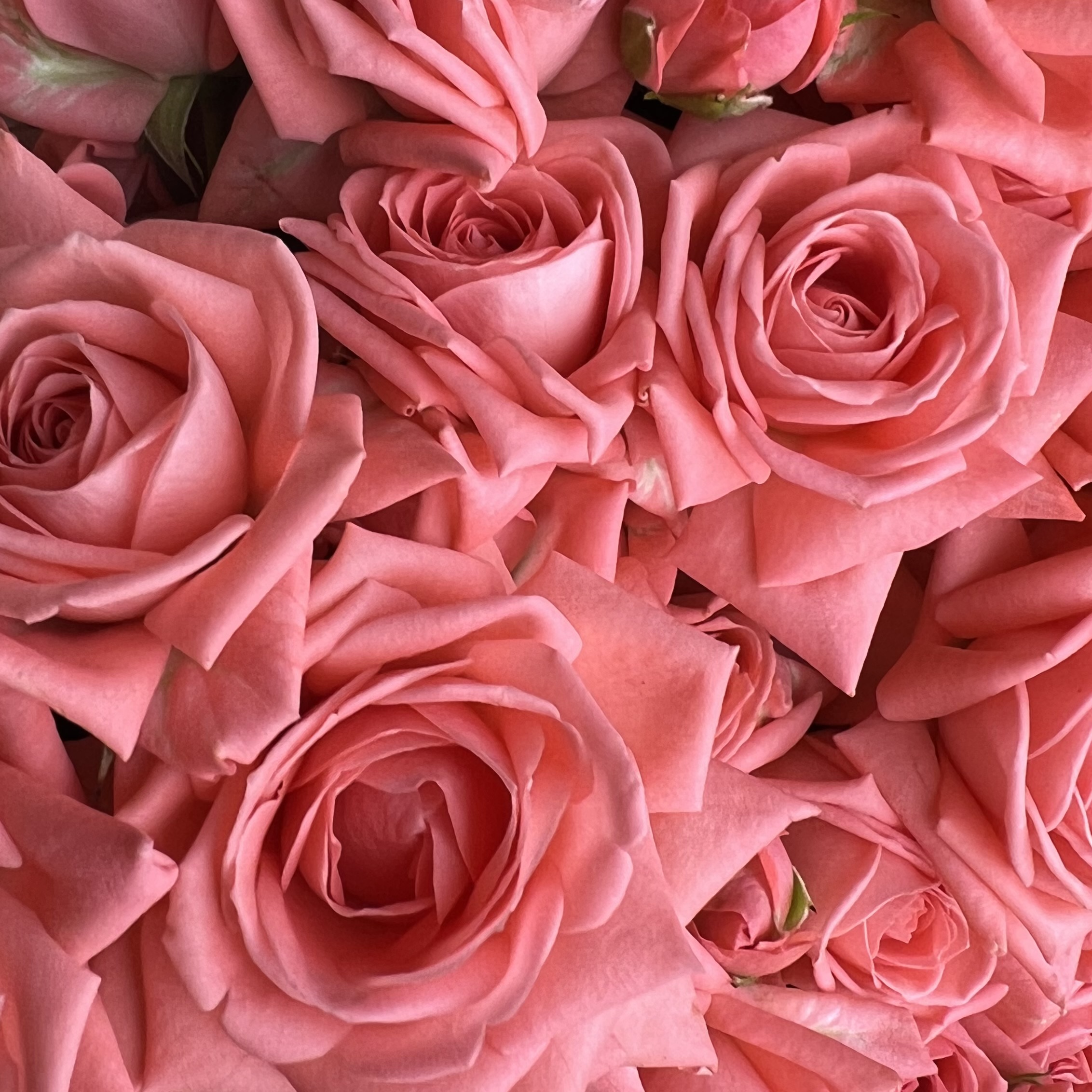 Кустовая роза Букет из 17 кустовых коралловых роз