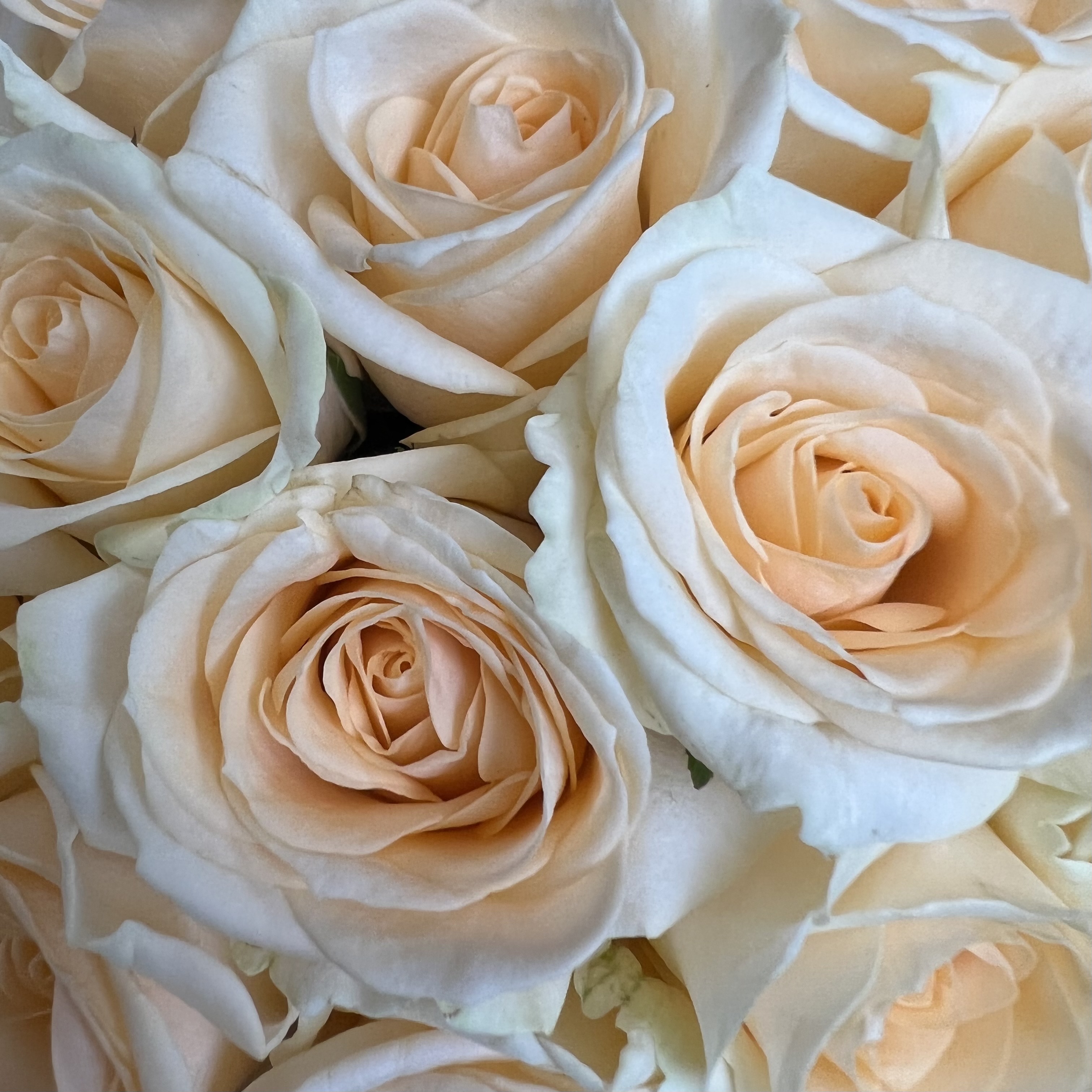 Цветы в коробке Кремовые розы в шляпной коробке М