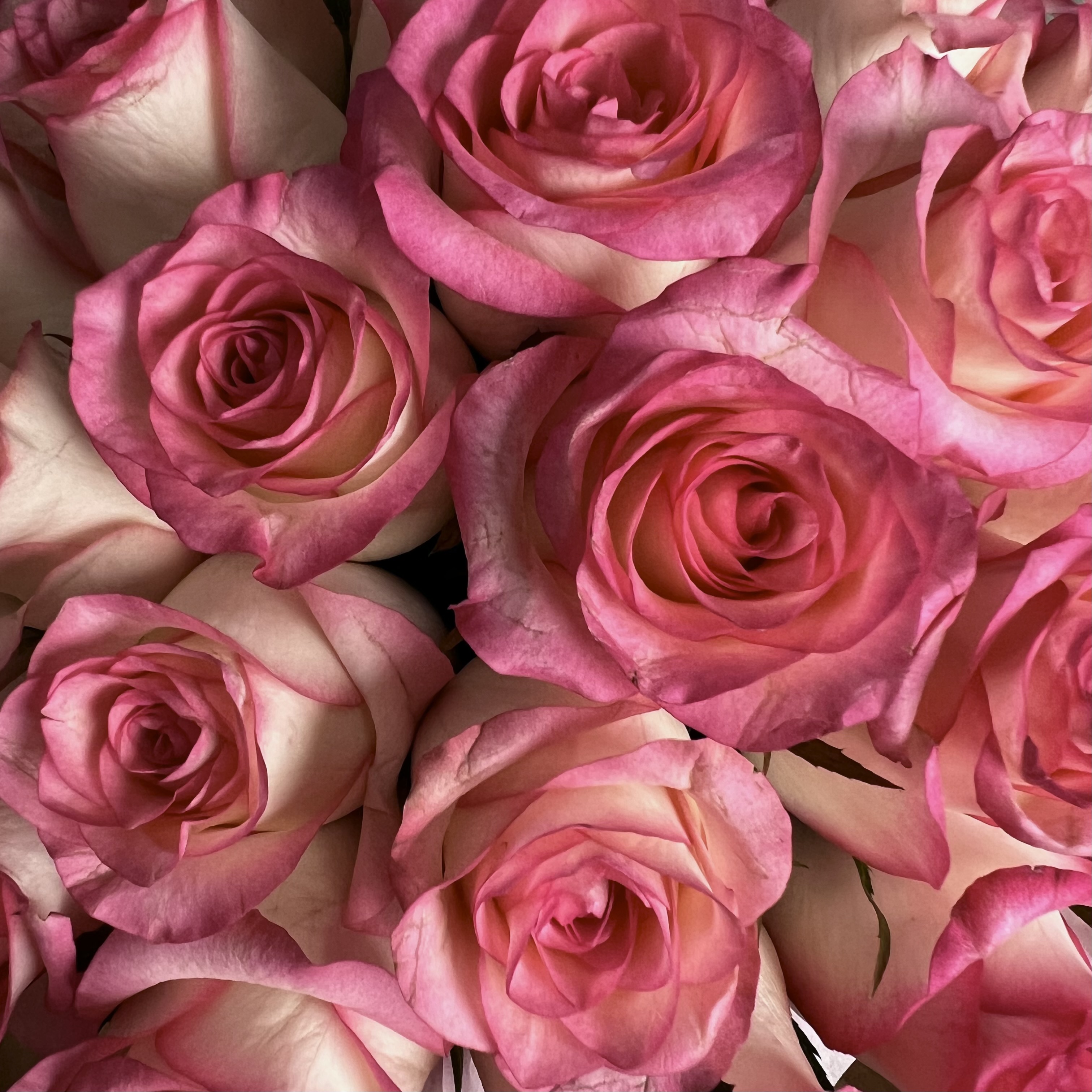 Цветы в коробке Розы Джумилия в коробке L